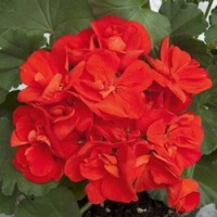 Moonlight® Paprika